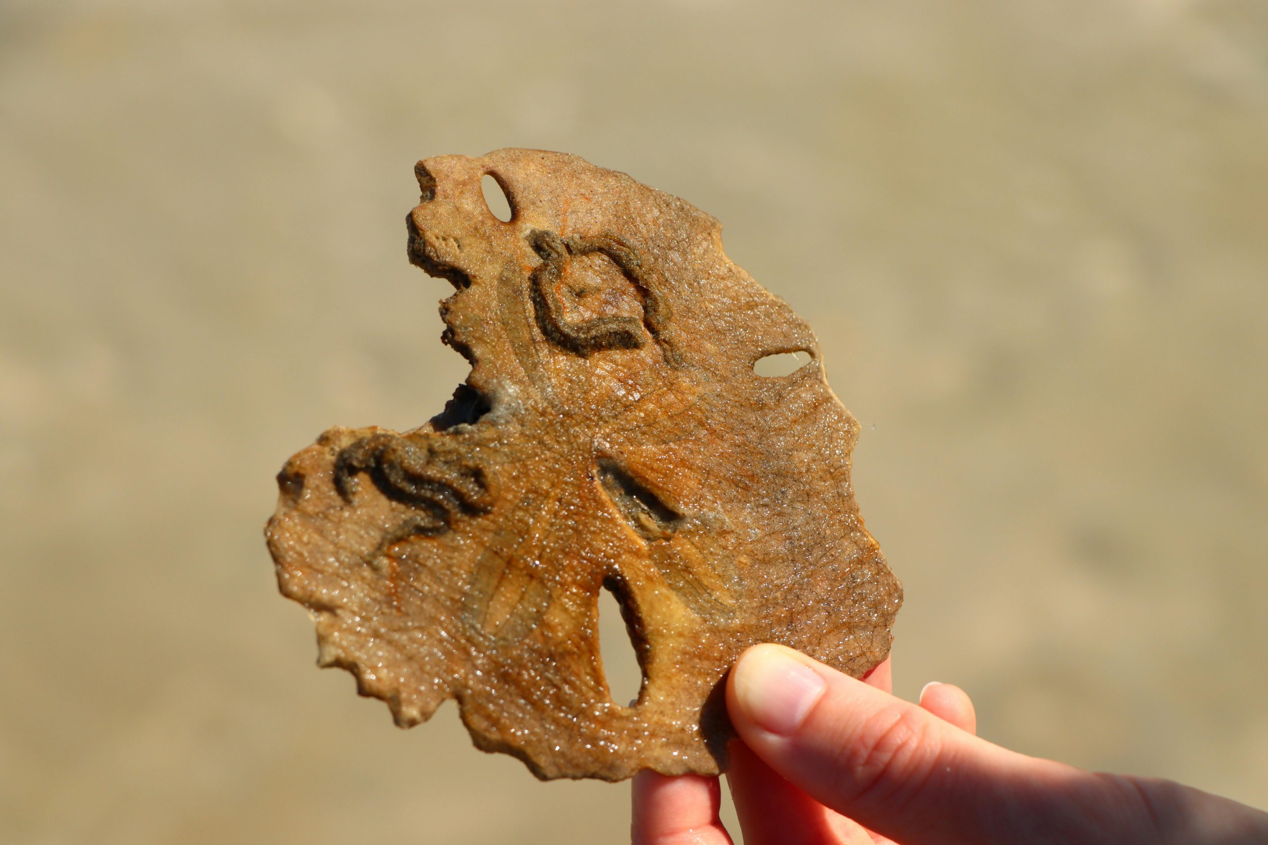 Fósiles de Merzouga