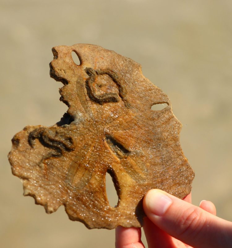 Fósiles en el desierto del Sahara en Merzouga